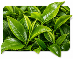 ingredient_image